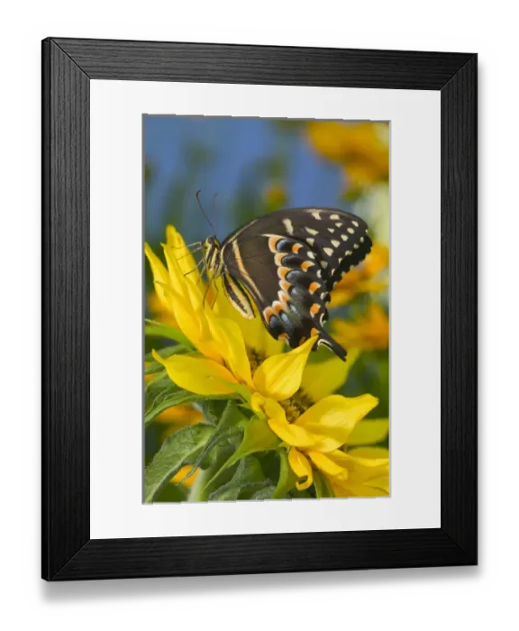 Framed Print : Palmedes Swallowtail Butterfly Framed Print : Palmedes Swallowtail Butterfly