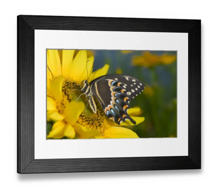 Framed Print : Palmedes Swallowtail Butterfly