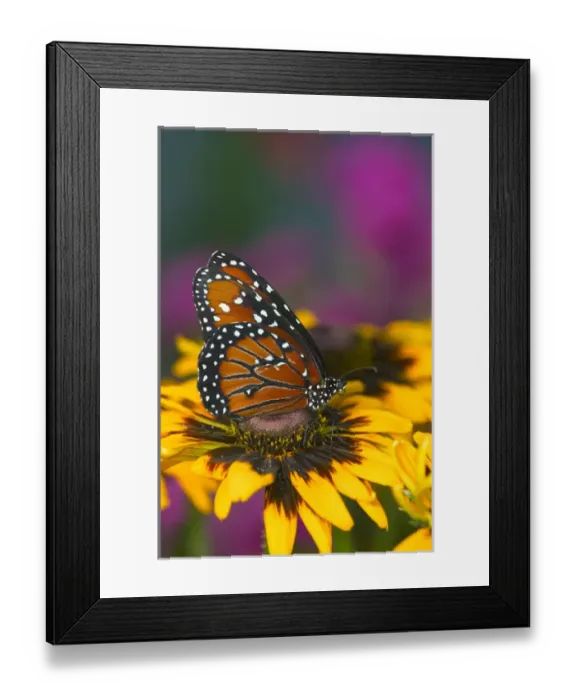 Framed Print : Queen Butterfly, Danaus gilippus Framed Print : Queen Butterfly, Danaus gilippus