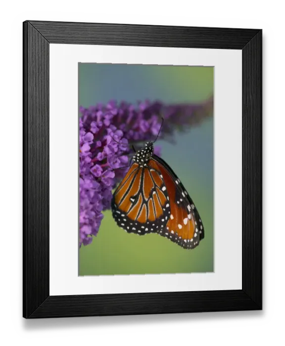 Framed Print : Queen Butterfly, Danaus gilippus Framed Print : Queen Butterfly, Danaus gilippus