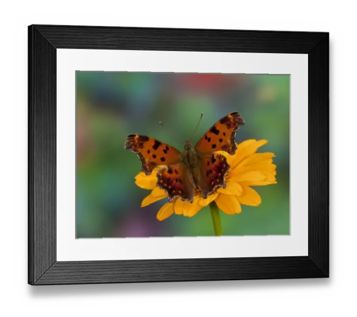 Framed Print : Question Mark Butterfly, Polygonia interrogationis female Framed Print : Question Mark Butterfly, Polygonia interrogationis female