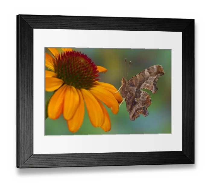 Framed Print : Question Mark Butterfly, Polygonia interrogationis female