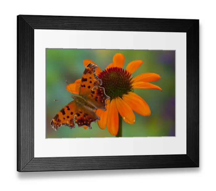 Framed Print : Question Mark Butterfly, Polygonia interrogationis female Framed Print : Question Mark Butterfly, Polygonia interrogationis female