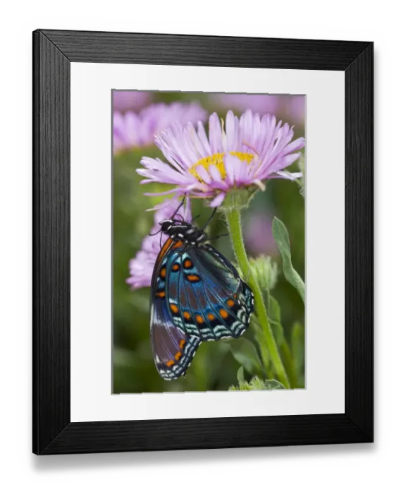 Framed Print : Red-Spotted Purple Butterfly, Limenitis astyanax Framed Print : Red-Spotted Purple Butterfly, Limenitis astyanax