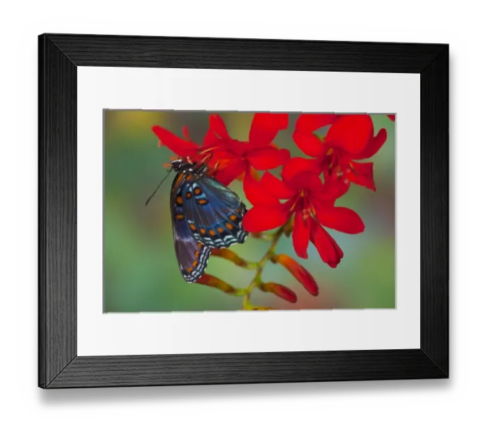 Framed Print : Red-Spotted Purple Butterfly, Limenitis astyanax Framed Print : Red-Spotted Purple Butterfly, Limenitis astyanax