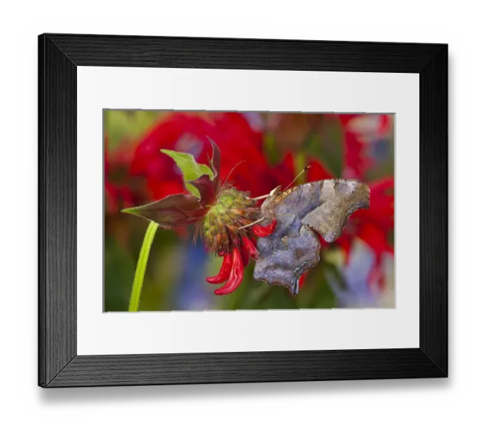 Framed Print : Question Mark Butterfly, Polygonia interrogationis female on red Bee Balm Framed Print : Question Mark Butterfly, Polygonia interrogationis female on red Bee Balm