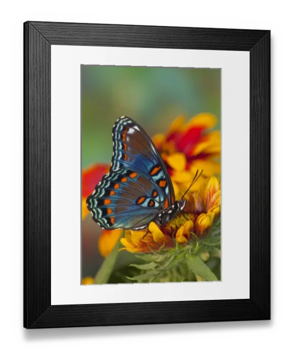Framed Print : Red-Spotted Purple Butterfly, Limenitis astyanax Framed Print : Red-Spotted Purple Butterfly, Limenitis astyanax