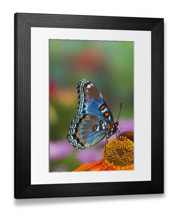 Framed Print : Red-Spotted Purple Butterfly, Limenitis astyanax Framed Print : Red-Spotted Purple Butterfly, Limenitis astyanax