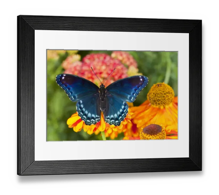 Framed Print : Red-Spotted Purple Butterfly, Limenitis astyanax