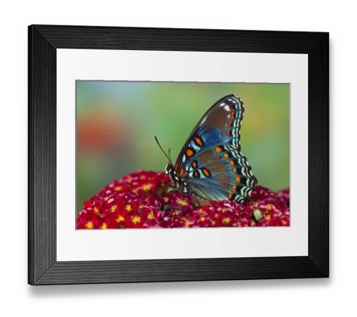 Framed Print : Red-Spotted Purple Butterfly, Limenitis astyanax Framed Print : Red-Spotted Purple Butterfly, Limenitis astyanax