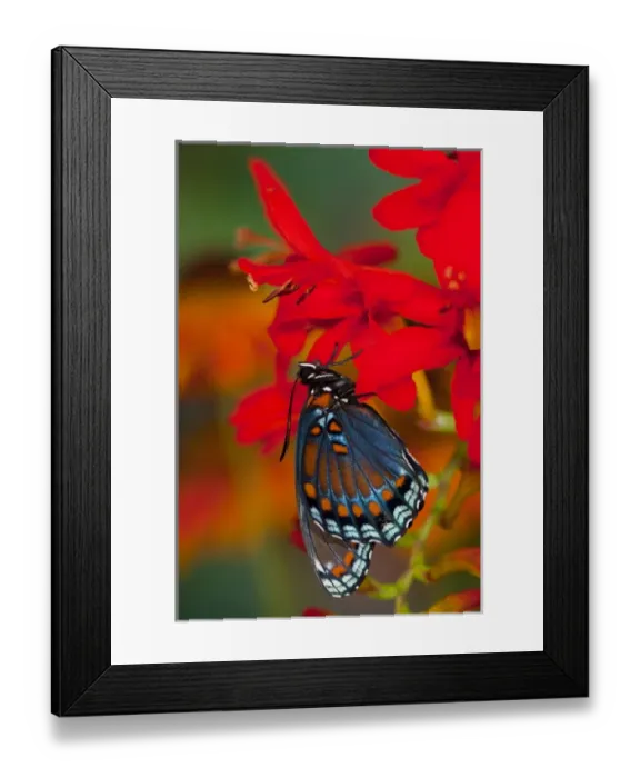 Framed Print : Red-Spotted Purple Butterfly, Limenitis astyanax Framed Print : Red-Spotted Purple Butterfly, Limenitis astyanax