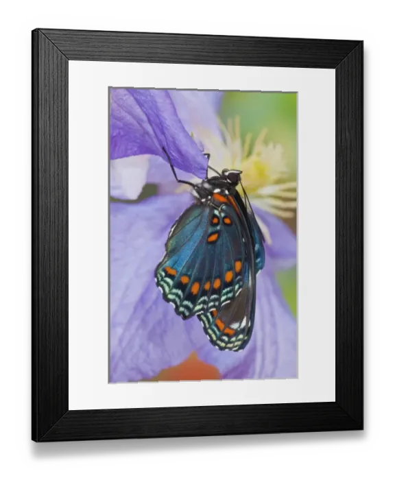 Framed Print : Red-Spotted Purple Butterfly, Limenitis astyanax Framed Print : Red-Spotted Purple Butterfly, Limenitis astyanax
