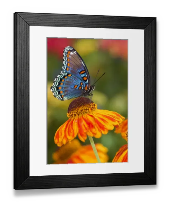 Framed Print : Red-Spotted Purple Butterfly, Limenitis astyanax