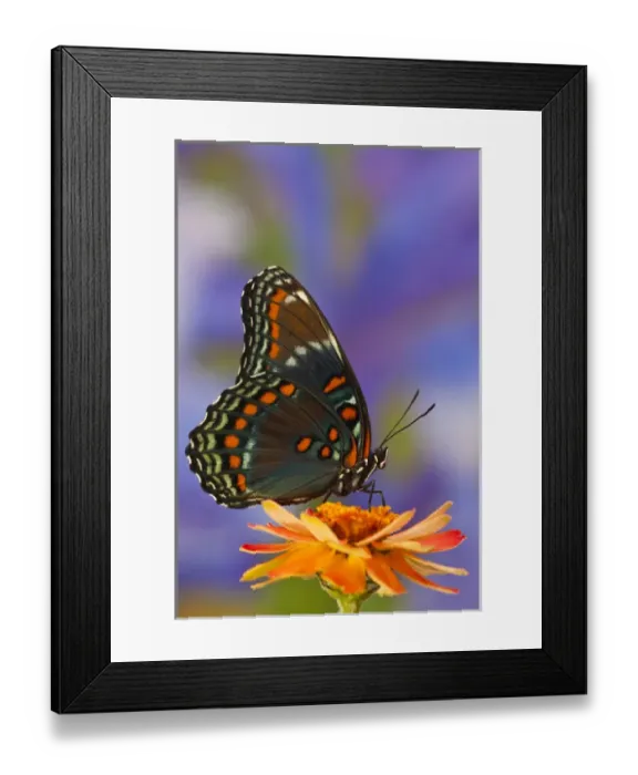 Framed Print : Red-Spotted Purple Butterfly, Limenitis astyanax