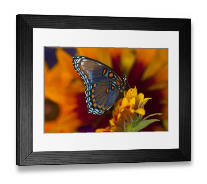 Framed Print : Red-Spotted Purple Butterfly, Limenitis astyanax Framed Print : Red-Spotted Purple Butterfly, Limenitis astyanax