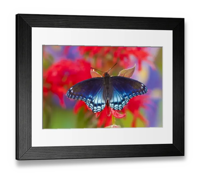 Framed Print : Red-Spotted Purple Butterfly, Limenitis astyanax Framed Print : Red-Spotted Purple Butterfly, Limenitis astyanax