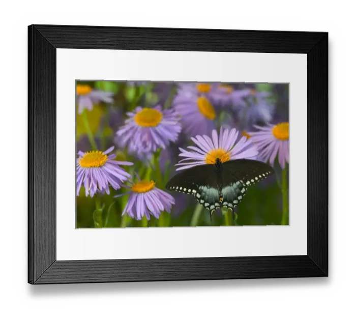 Framed Print : Spicebush Swallowtail Butterfly, Papilio troilus Framed Print : Spicebush Swallowtail Butterfly, Papilio troilus