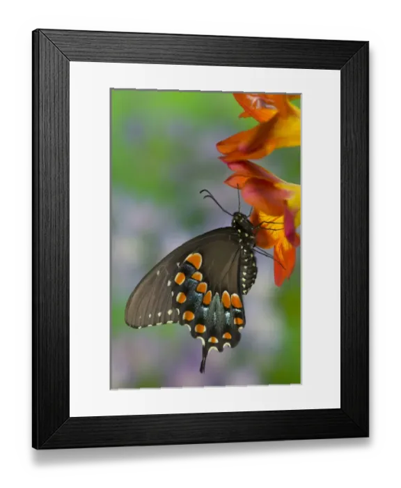 Framed Print : Spicebush Swallowtail Butterfly, Papilio troilus Framed Print : Spicebush Swallowtail Butterfly, Papilio troilus