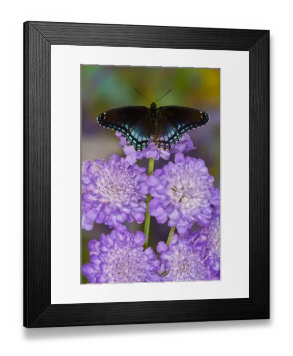 Framed Print : Red-Spotted Purple Butterfly, Limenitis astyanax Framed Print : Red-Spotted Purple Butterfly, Limenitis astyanax