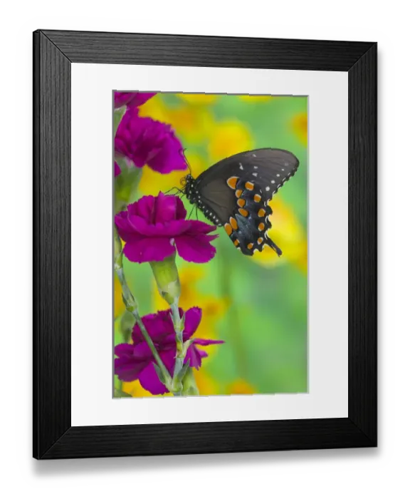 Framed Print : Spicebush Swallowtail Butterfly, Papilio troilus Framed Print : Spicebush Swallowtail Butterfly, Papilio troilus