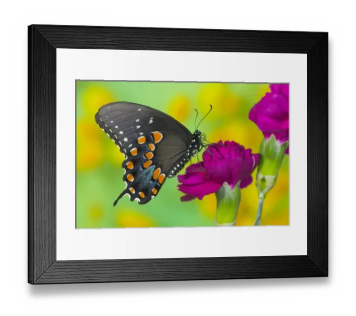 Framed Print : Spicebush Swallowtail Butterfly, Papilio troilus