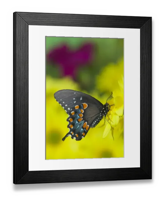 Framed Print : Spicebush Swallowtail Butterfly, Papilio troilus Framed Print : Spicebush Swallowtail Butterfly, Papilio troilus