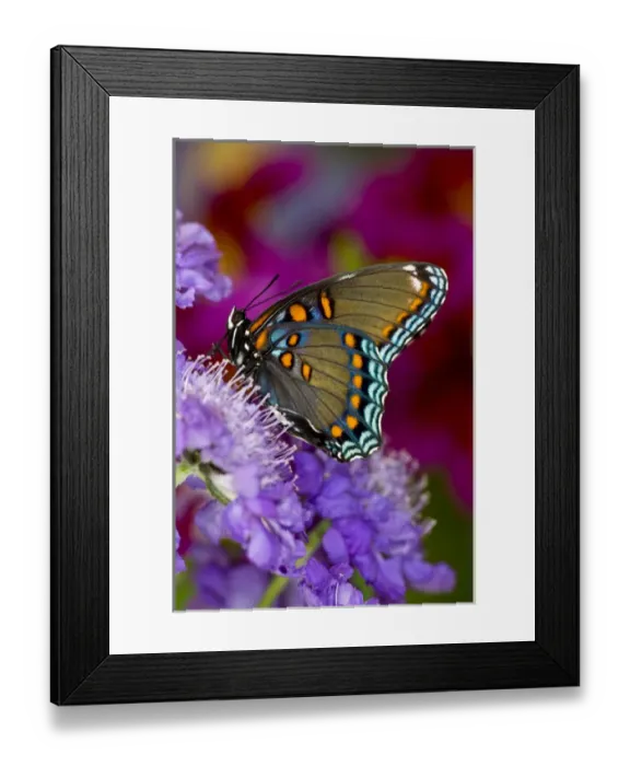 Framed Print : Red-Spotted Purple Butterfly, Limenitis astyanax