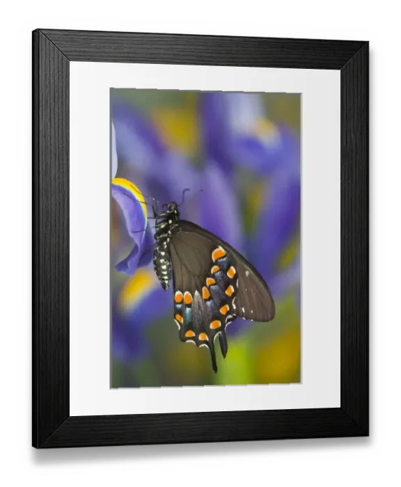 Framed Print : Spicebush Swallowtail Butterfly, Papilio troilus