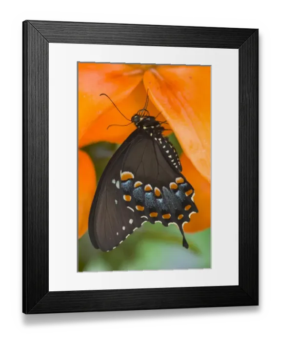 Framed Print : Spicebush Swallowtail Butterfly, Papilio troilus Framed Print : Spicebush Swallowtail Butterfly, Papilio troilus