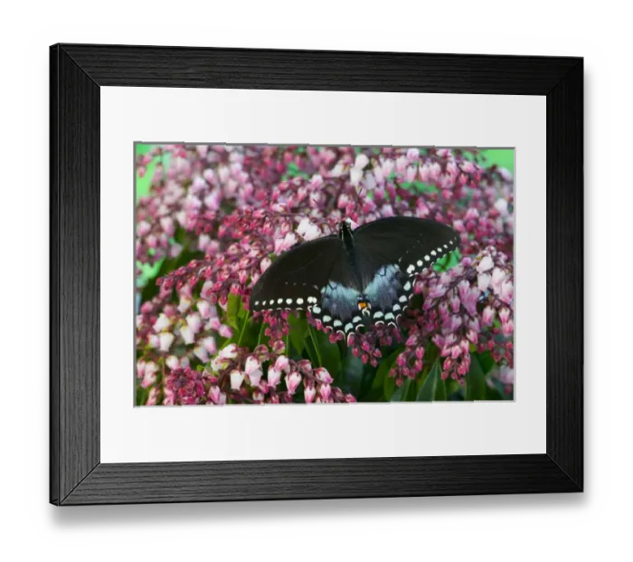 Framed Print : Spicebush Swallowtail Butterfly, Papilio troilus Framed Print : Spicebush Swallowtail Butterfly, Papilio troilus