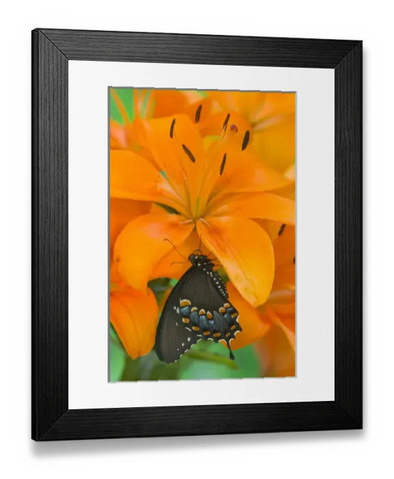 Framed Print : Spicebush Swallowtail Butterfly, Papilio troilus