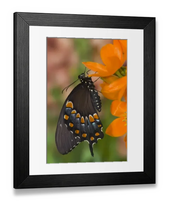 Framed Print : Spicebush Swallowtail Butterfly, Papilio troilus