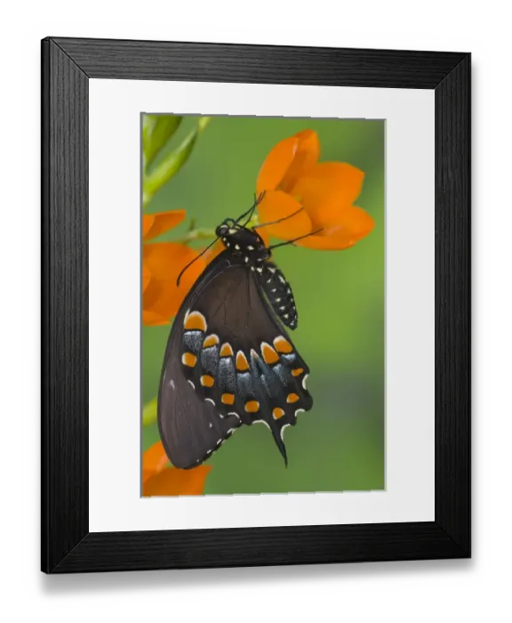 Framed Print : Spicebush Swallowtail Butterfly, Papilio troilus Framed Print : Spicebush Swallowtail Butterfly, Papilio troilus