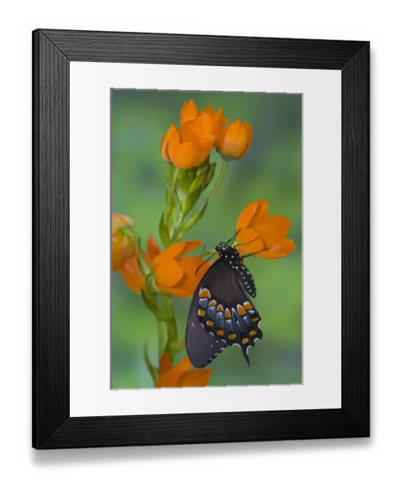 Framed Print : Spicebush Swallowtail Butterfly, Papilio troilus Framed Print : Spicebush Swallowtail Butterfly, Papilio troilus