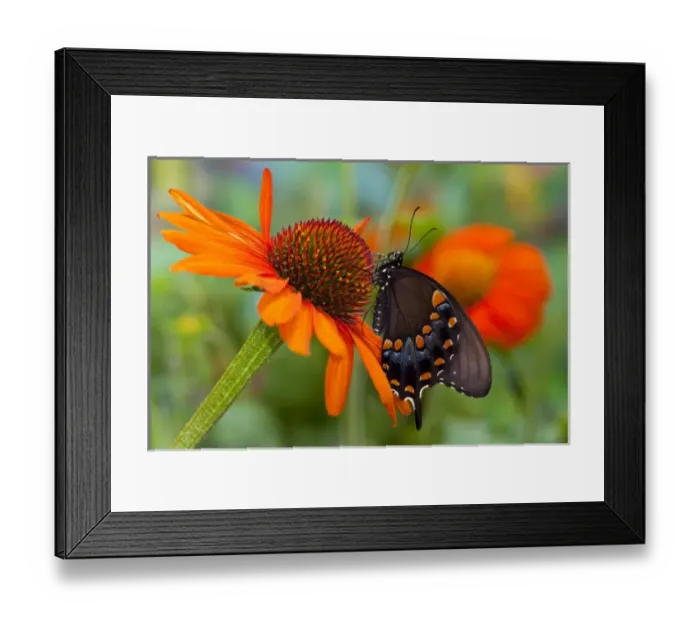 Framed Print : Spicebush Swallowtail Butterfly, Papilio troilus Framed Print : Spicebush Swallowtail Butterfly, Papilio troilus