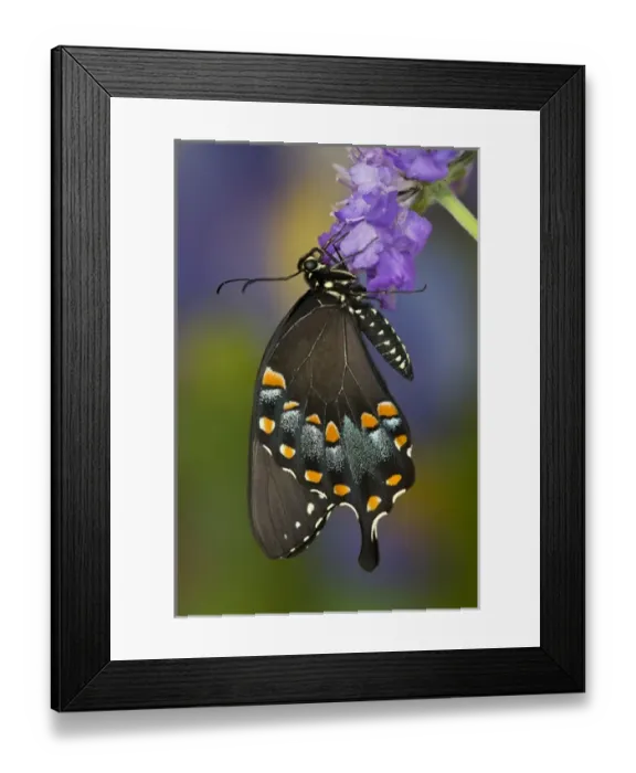 Framed Print : Spicebush Swallowtail Butterfly, Papilio troilus Framed Print : Spicebush Swallowtail Butterfly, Papilio troilus