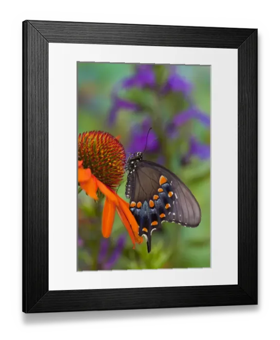 Framed Print : Spicebush Swallowtail Butterfly, Papilio troilus Framed Print : Spicebush Swallowtail Butterfly, Papilio troilus
