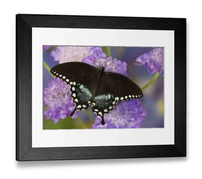 Framed Print : Spicebush Swallowtail Butterfly, Papilio troilus