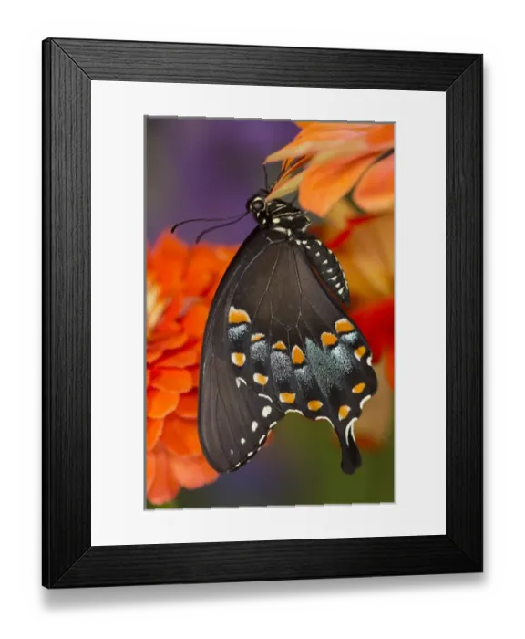 Framed Print : Spicebush Swallowtail Butterfly, Papilio troilus Framed Print : Spicebush Swallowtail Butterfly, Papilio troilus