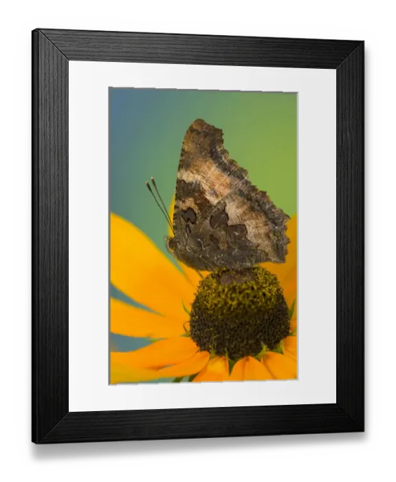Framed Print : Tortoise-shell Butterfly, Nymphalis