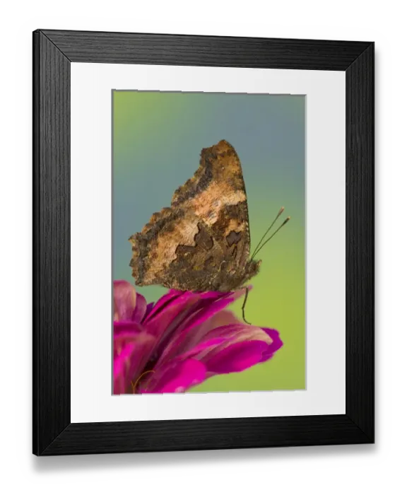 Framed Print : Tortoise-shell Butterfly, Nymphalis Framed Print : Tortoise-shell Butterfly, Nymphalis