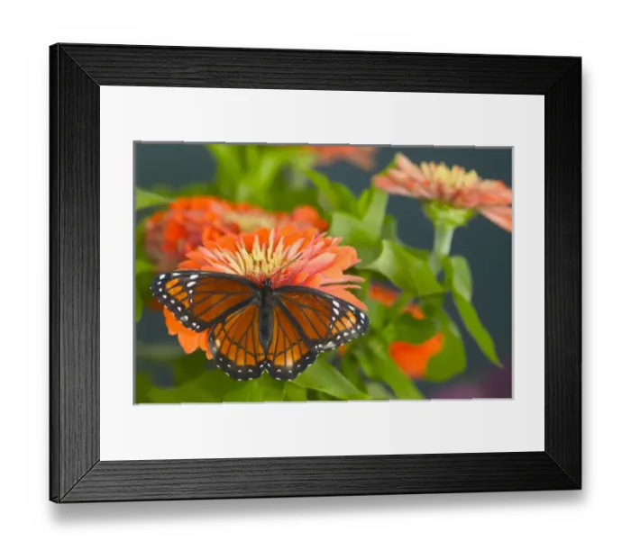 Framed Print : Viceroy Butterfly that mimics the Monarch Butterfly Framed Print : Viceroy Butterfly that mimics the Monarch Butterfly