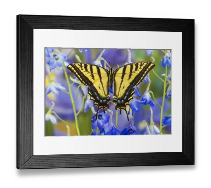 Framed Print : Two-tailed Swallowtail Butterfly, Papilio multicaudatus Framed Print : Two-tailed Swallowtail Butterfly, Papilio multicaudatus