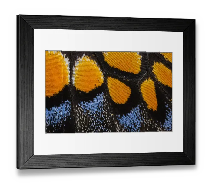 Framed Print : Close-up detail Wing Pattern of Butterfly Framed Print : Close-up detail Wing Pattern of Butterfly