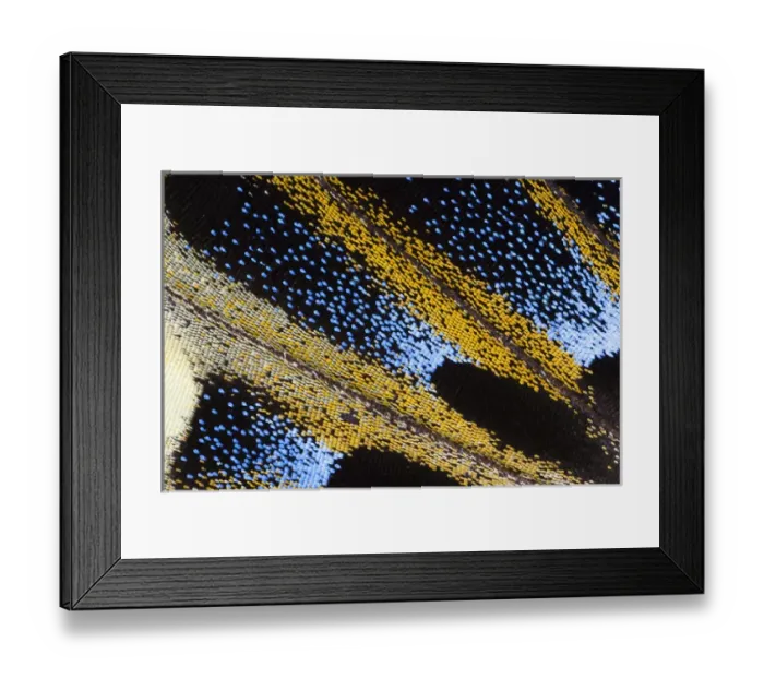 Framed Print : Close-up detail Wing Pattern of Tropical Butterfly