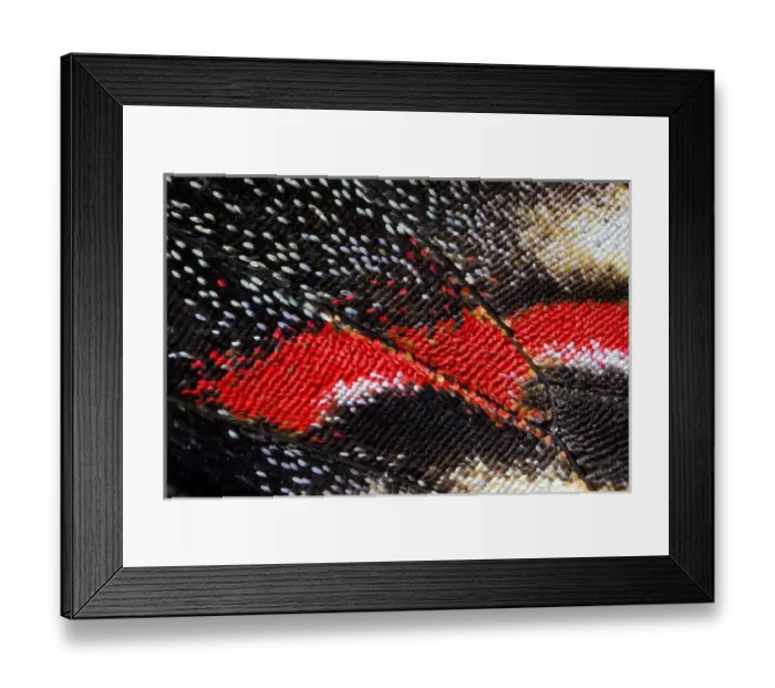 Framed Print : Close-up detail Wing Pattern of Butterfly Framed Print : Close-up detail Wing Pattern of Butterfly