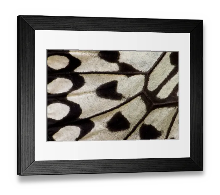 Framed Print : Close-up detail Wing Pattern of Tropical Butterfly Framed Print : Close-up detail Wing Pattern of Tropical Butterfly