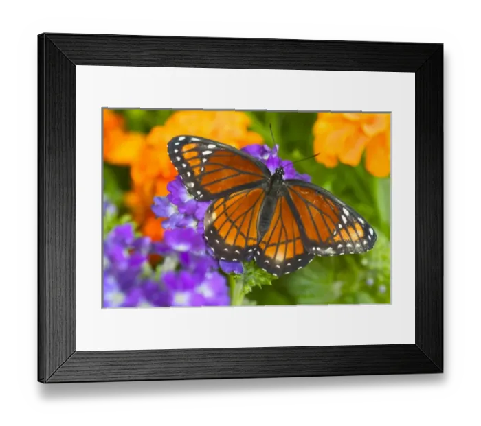 Framed Print : Viceroy Butterfly that mimics the Monarch Butterfly Framed Print : Viceroy Butterfly that mimics the Monarch Butterfly