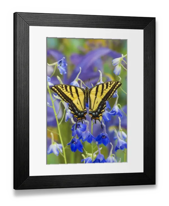 Framed Print : Two-tailed Swallowtail Butterfly, Papilio multicaudatus Framed Print : Two-tailed Swallowtail Butterfly, Papilio multicaudatus
