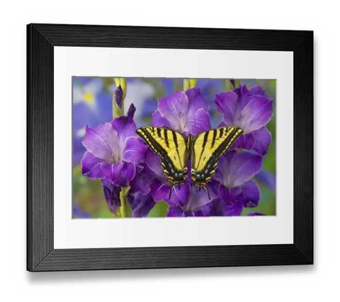 Framed Print : Two-tailed Swallowtail Butterfly, Papilio multicaudatus Framed Print : Two-tailed Swallowtail Butterfly, Papilio multicaudatus